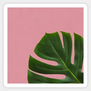 Monstera Leaf on Pink Background- Tropical Plant Vibe Sticker